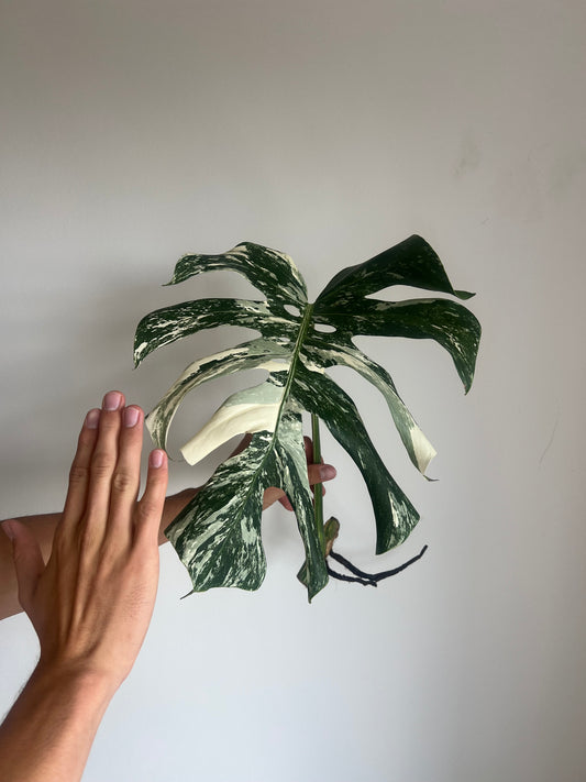 Monstera albo velké řízky