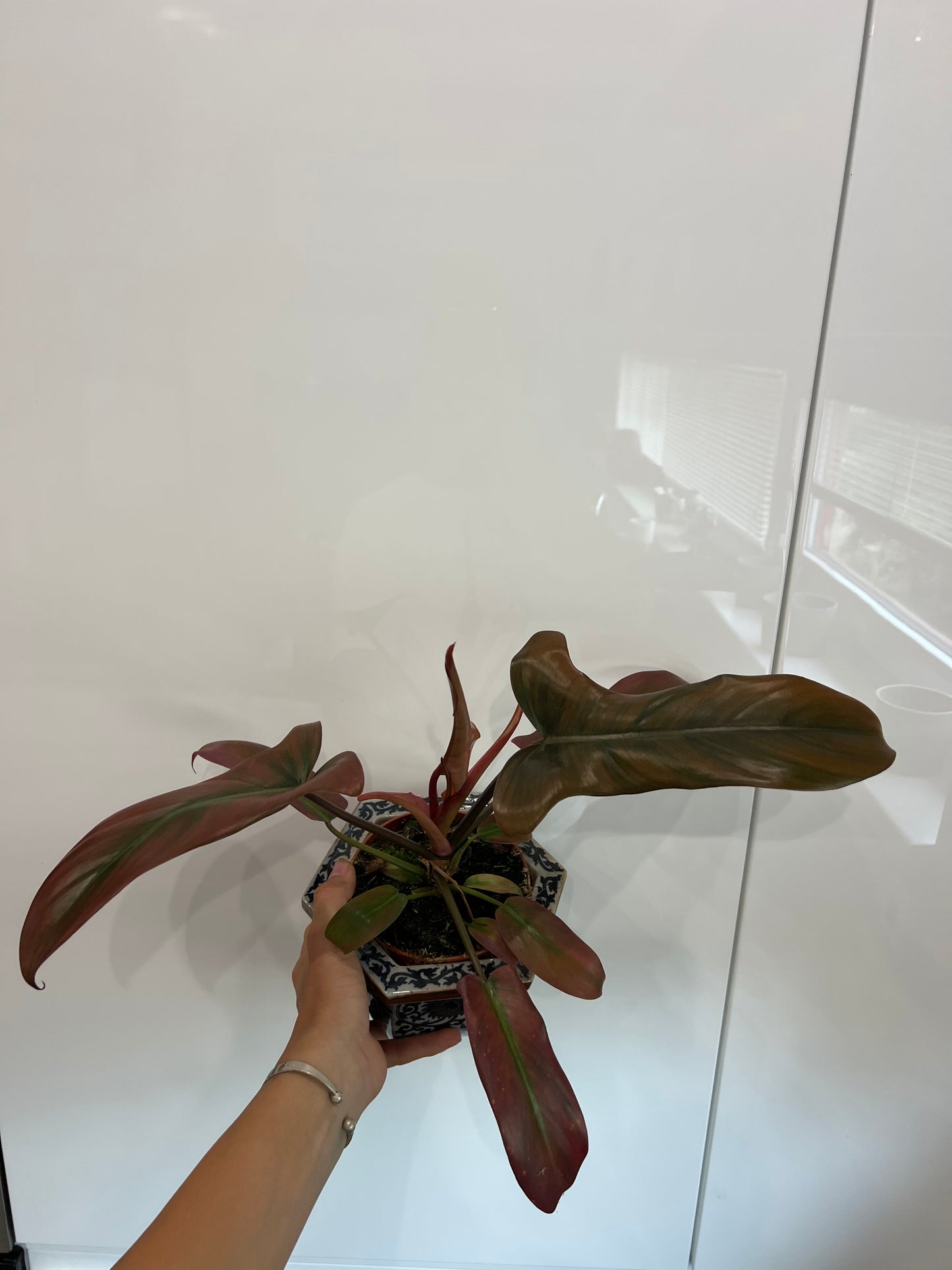Philodendron Florida bronz