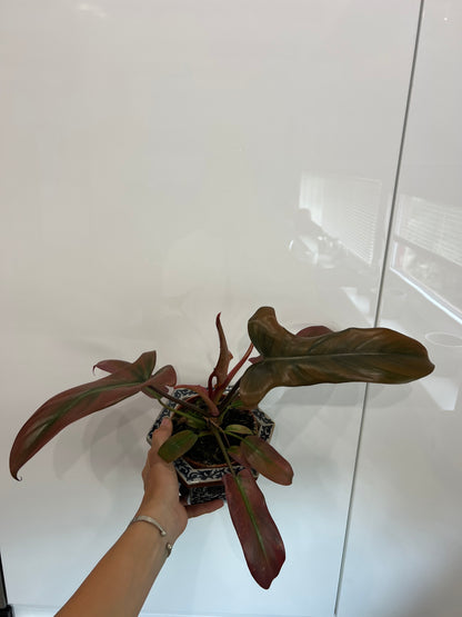 Philodendron Florida bronz