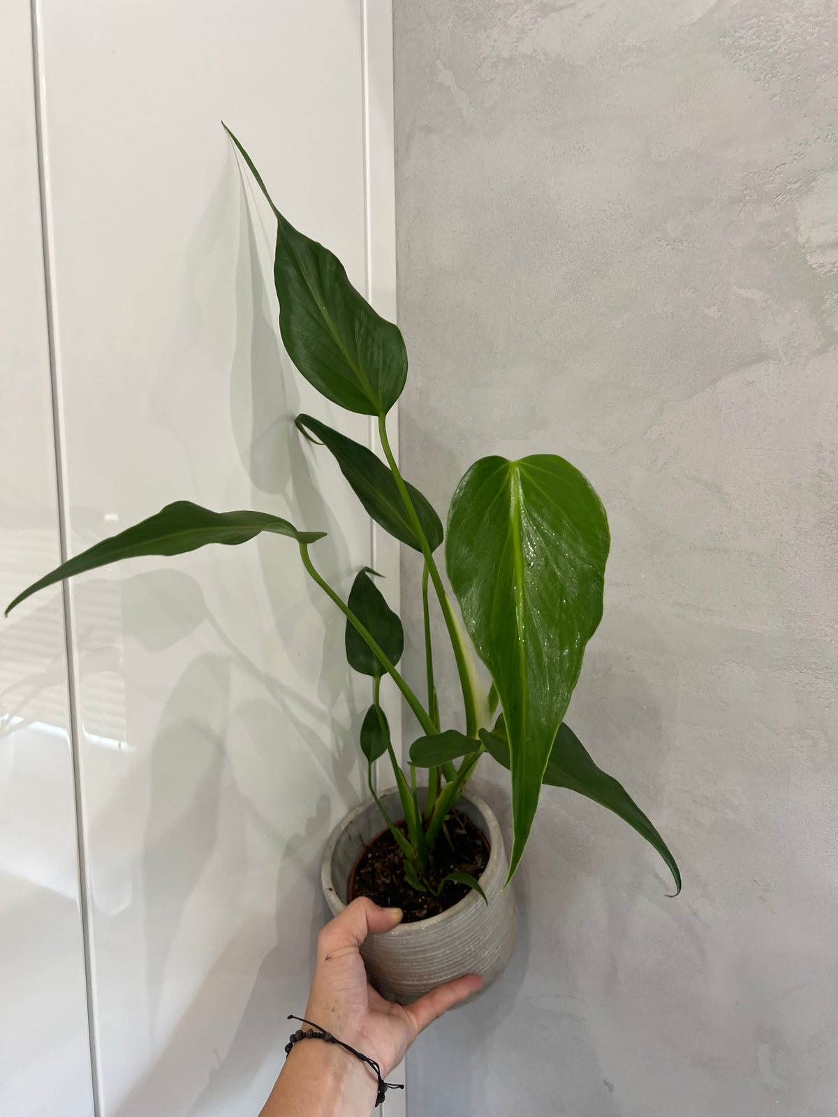 Monstera burle marx flame