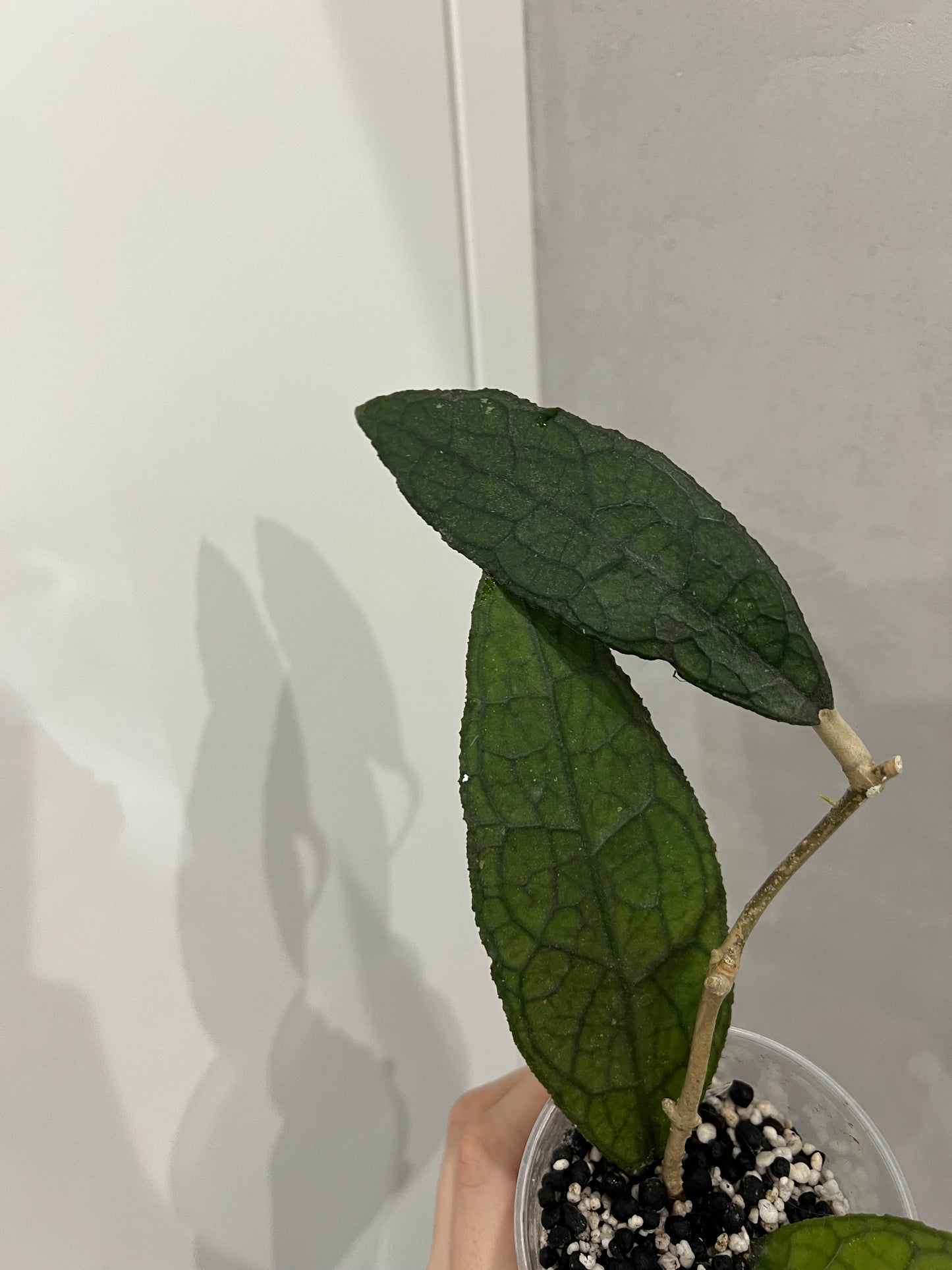 Hoya clemensiorum sumatra