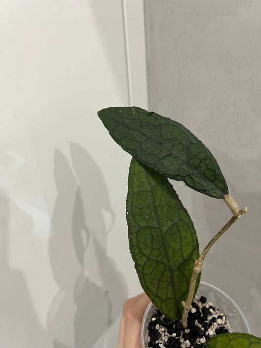 Hoya clemensiorum sumatra