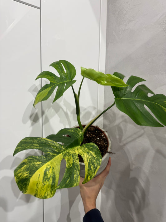 Monstera deliciosa aurea
