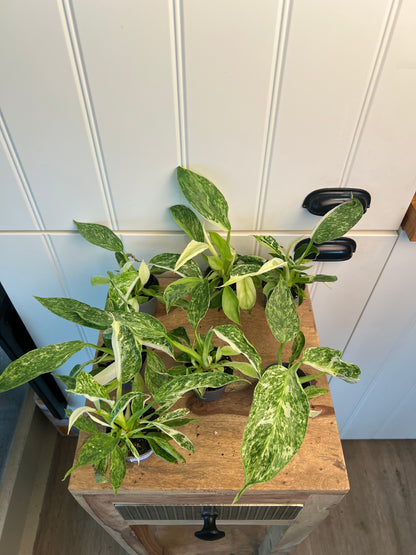 Philodendron jose bueno
