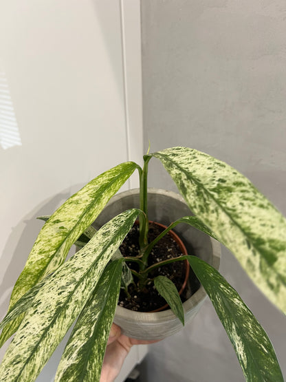 Rhaphidophora Foraminifera Marble