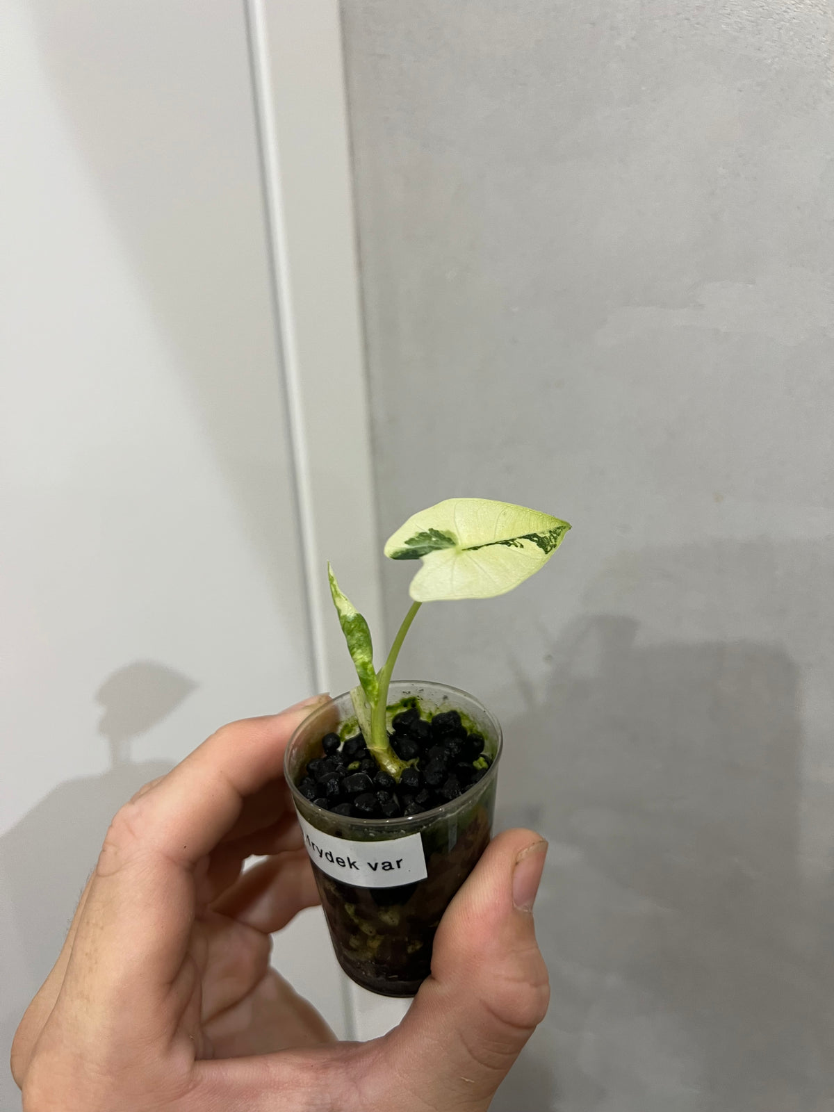 Alocasia frydek variegated