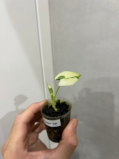Alocasia frydek variegated
