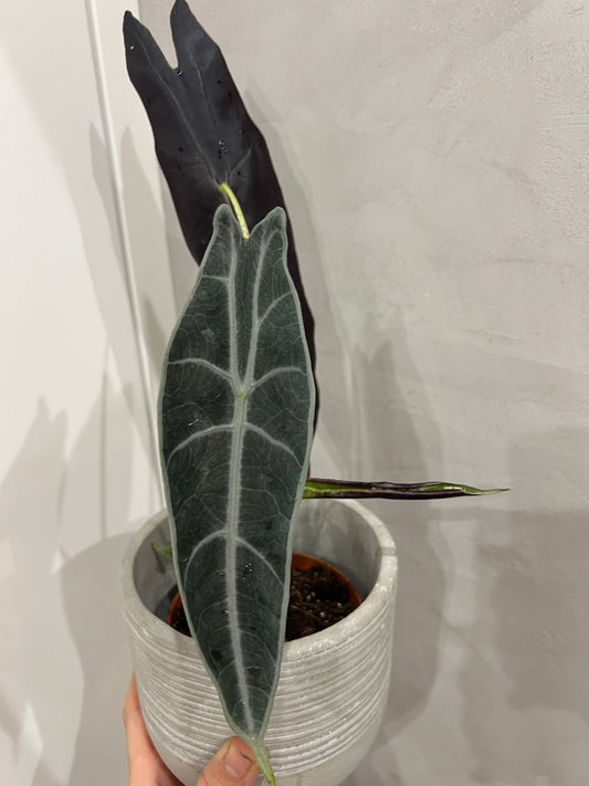 Alocasia longoloba purple