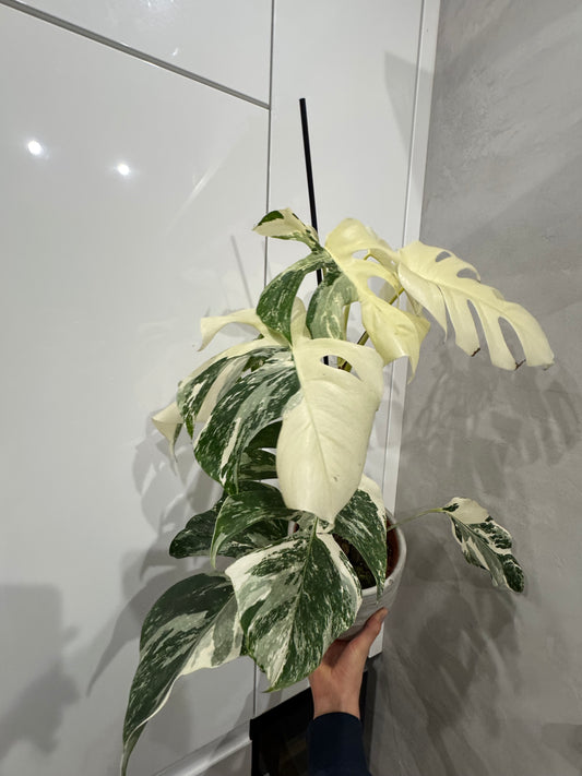 Monstera white ghost