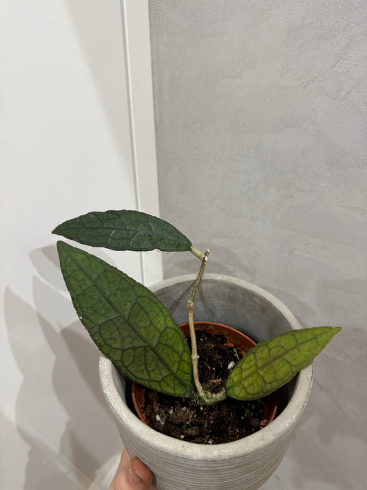 Hoya clemensiorum sumatra