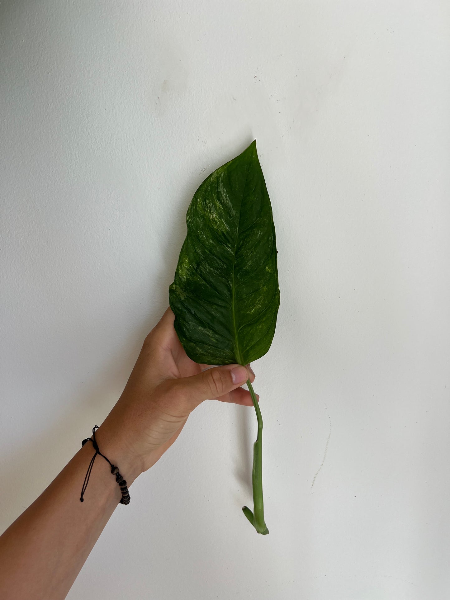 Monstera Obliqua ‘Mayuna’ Variegata