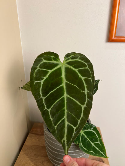 ANTHURIUM CRYSTALLINUM