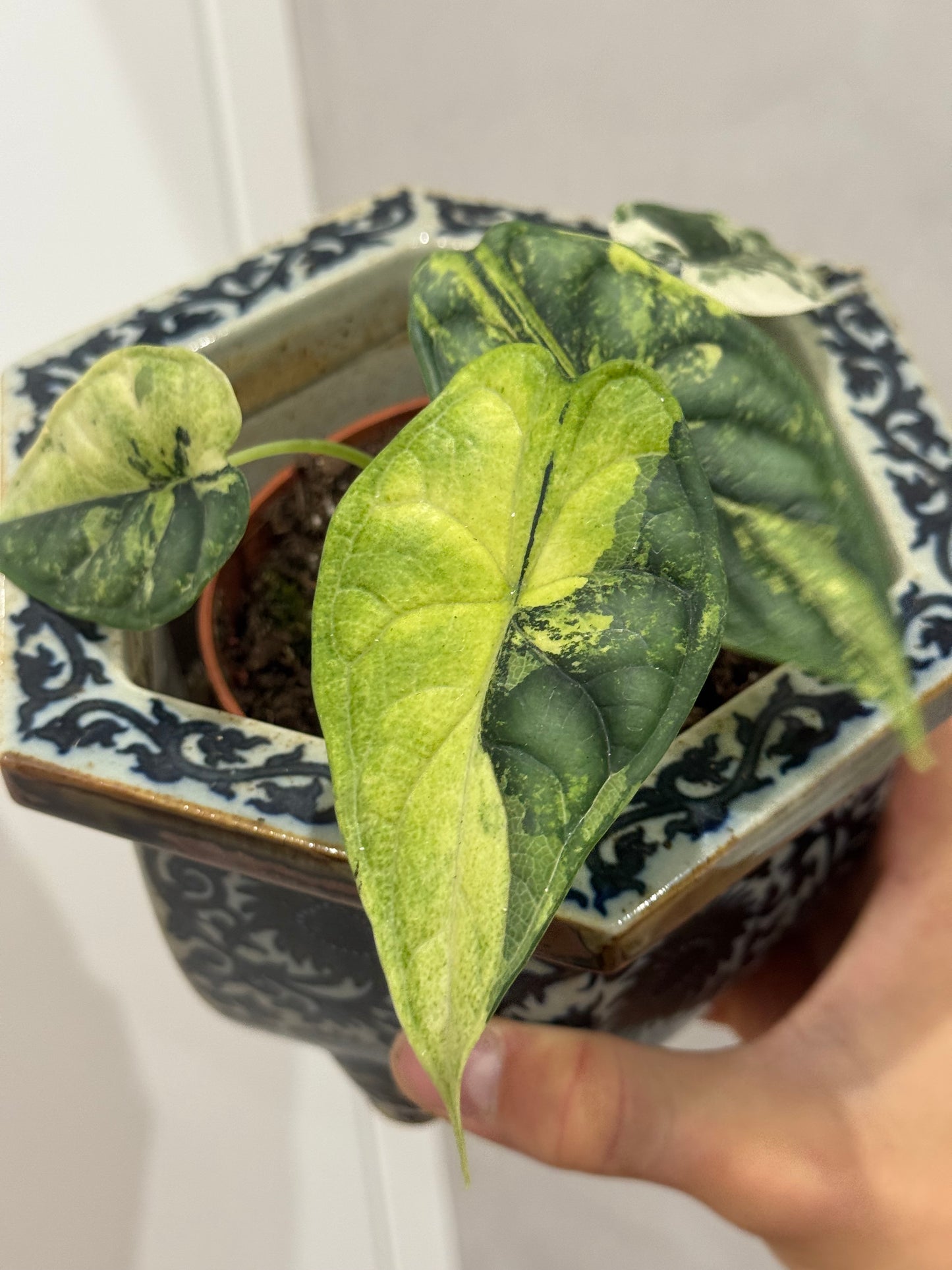 Alocasia dragon scale variegated