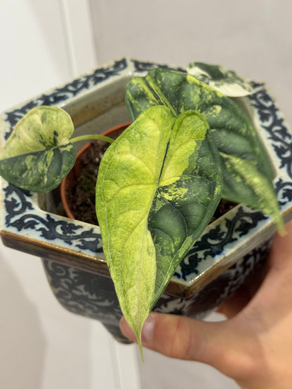 Alocasia dragon scale variegated