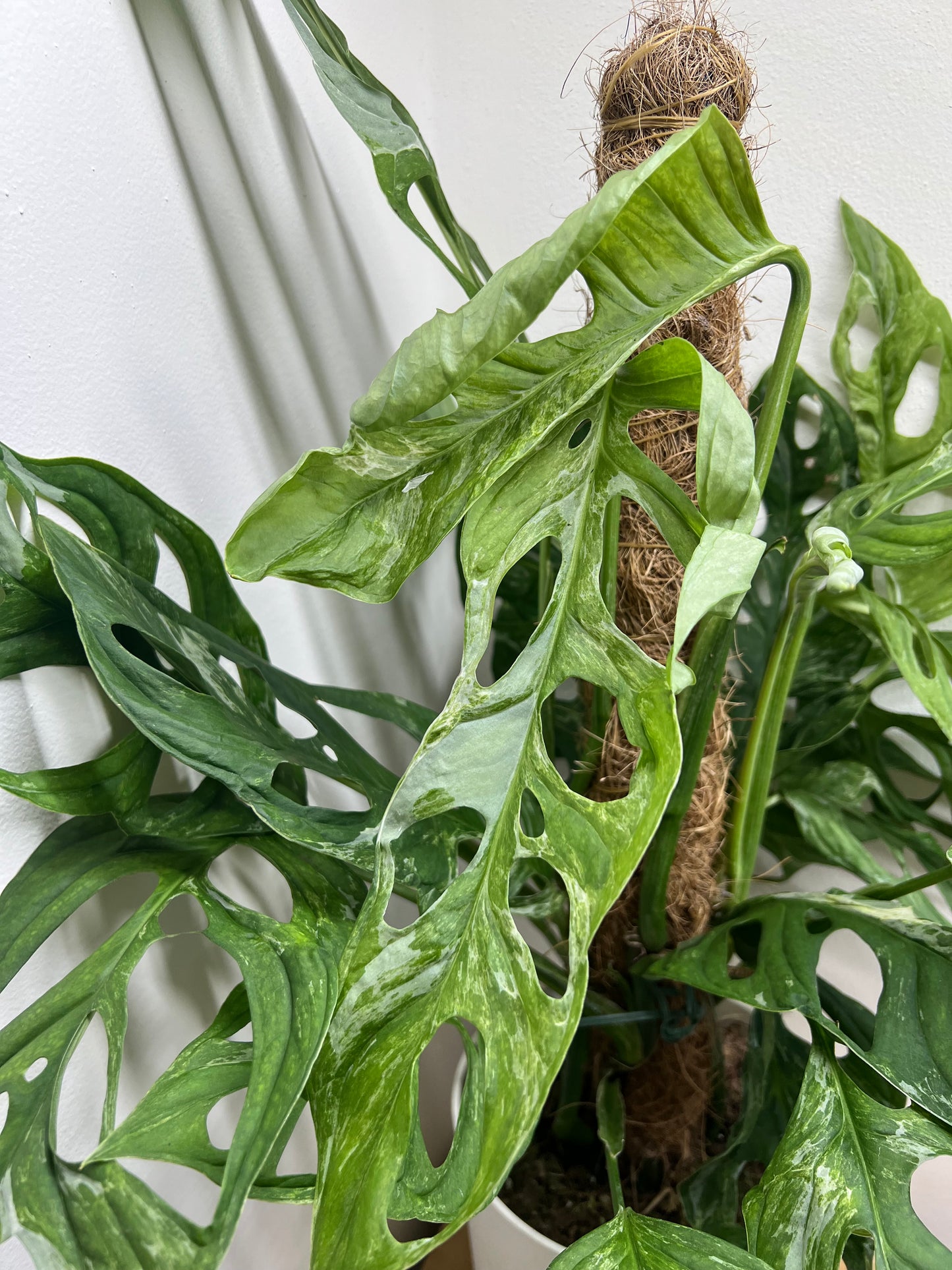 monstera indonesian marble