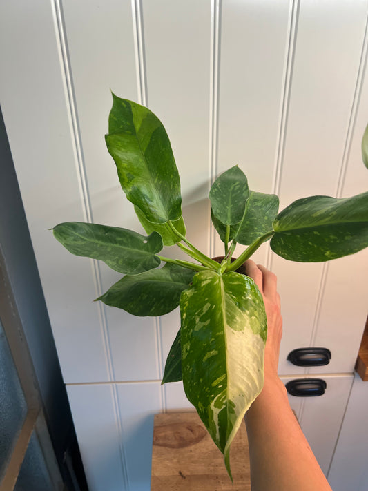 Philodendron jose bueno