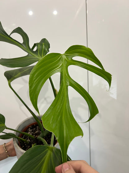 Monstera burle marx flame