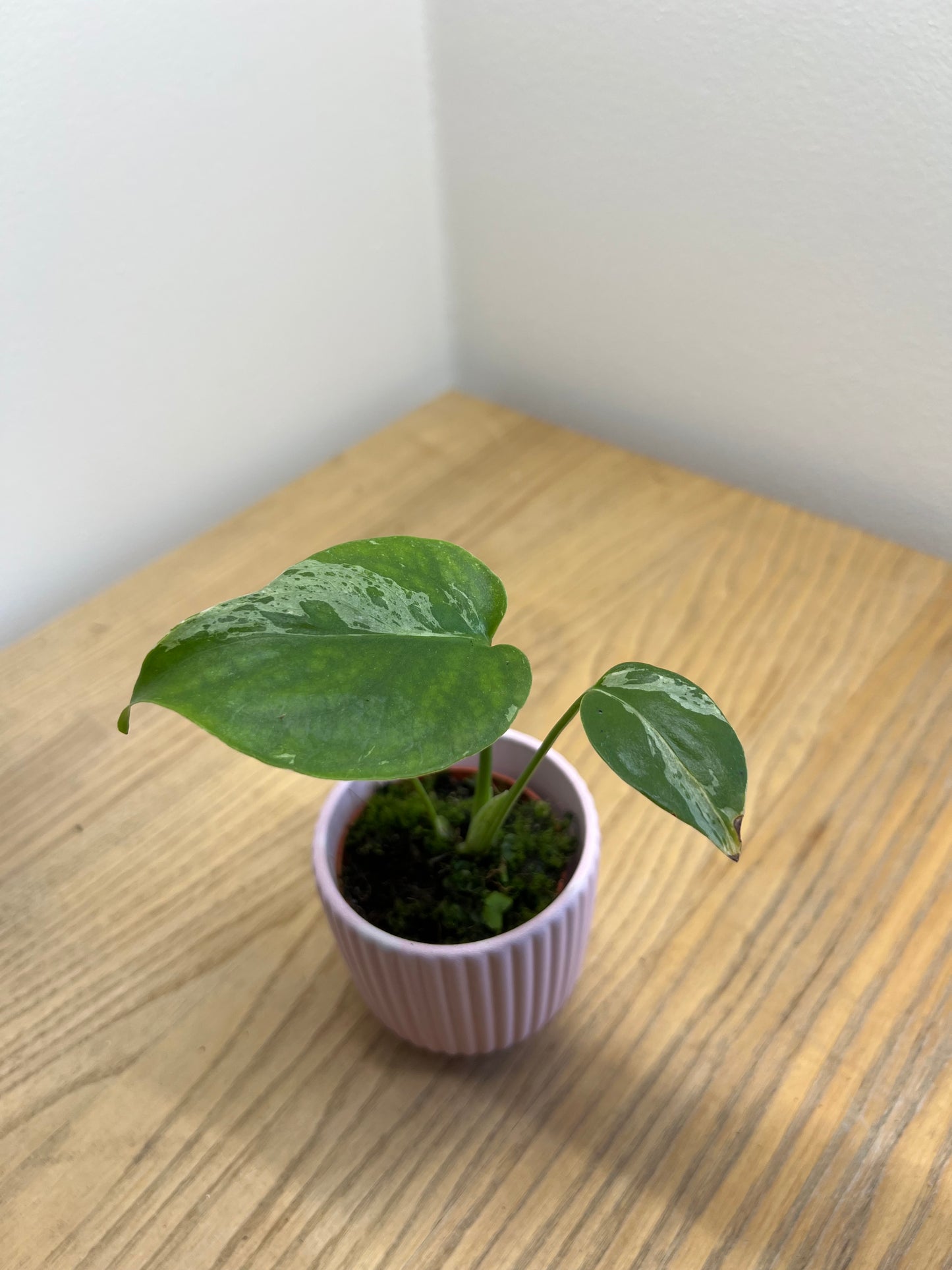 monstera bulbasaur