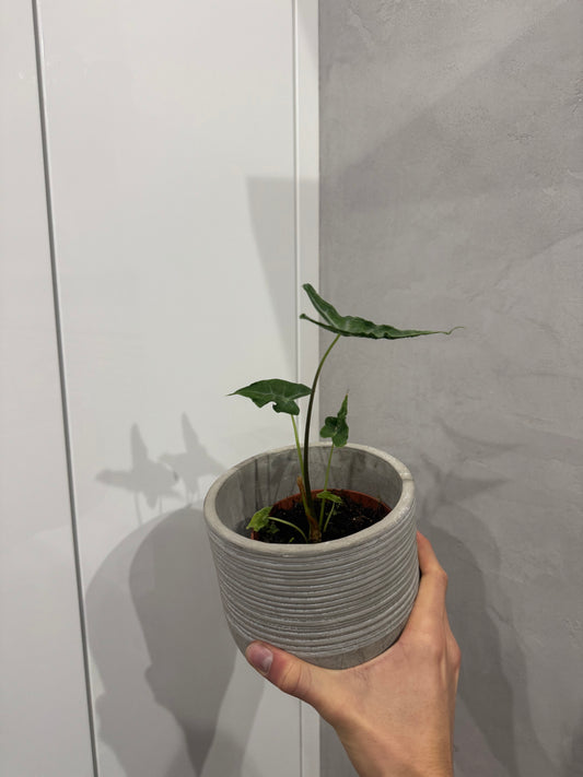 Alocasia Teletubbies