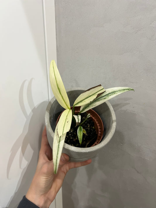 Amplissimum white avariegated