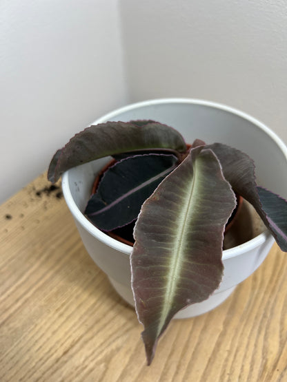 Labisia Pumila