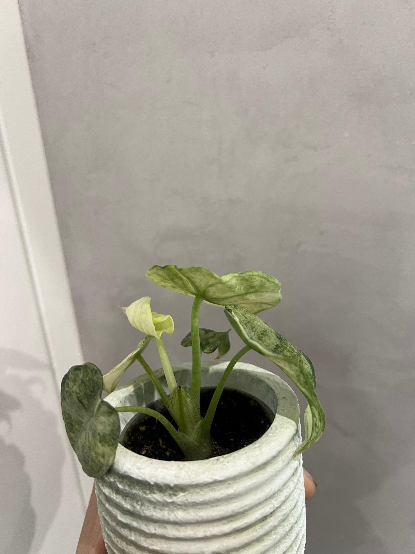 Alocasia ninja mint variegated