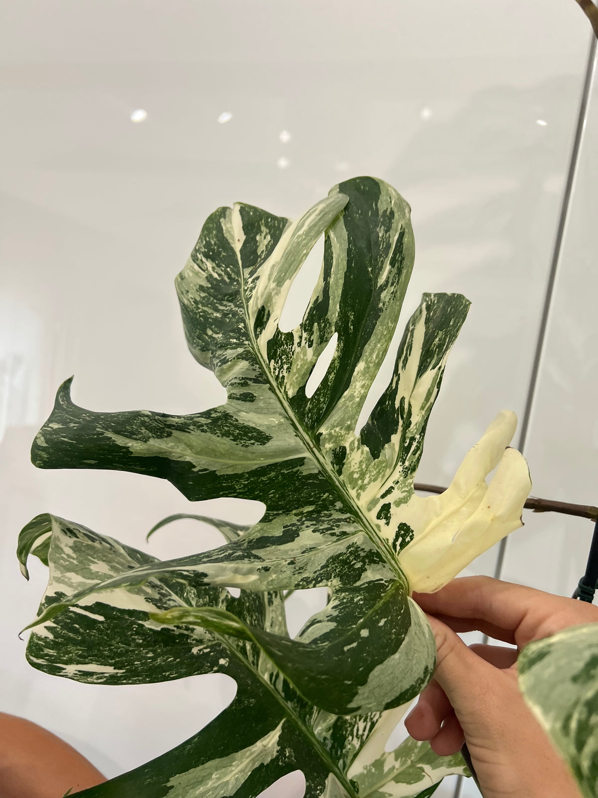 Monstera albo variegated