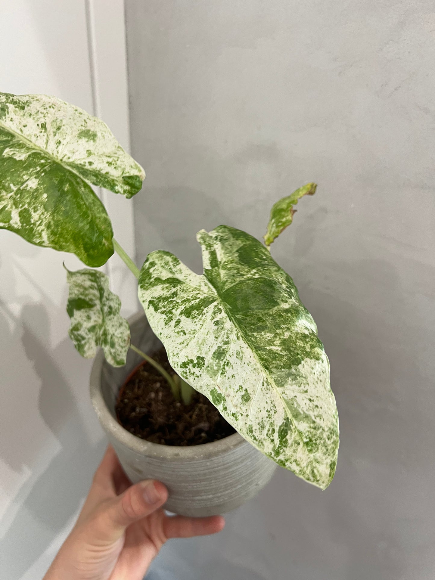 Alocasia Odora Variegata Batik