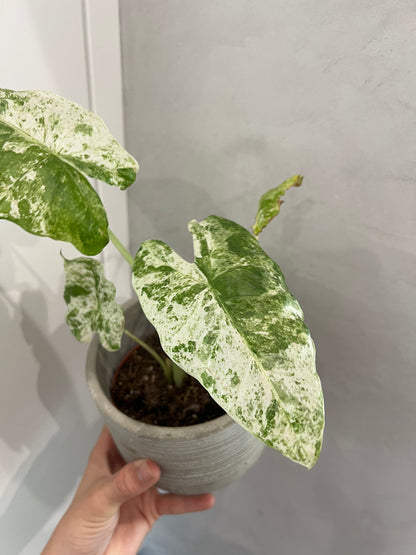 Alocasia Odora Variegata Batik