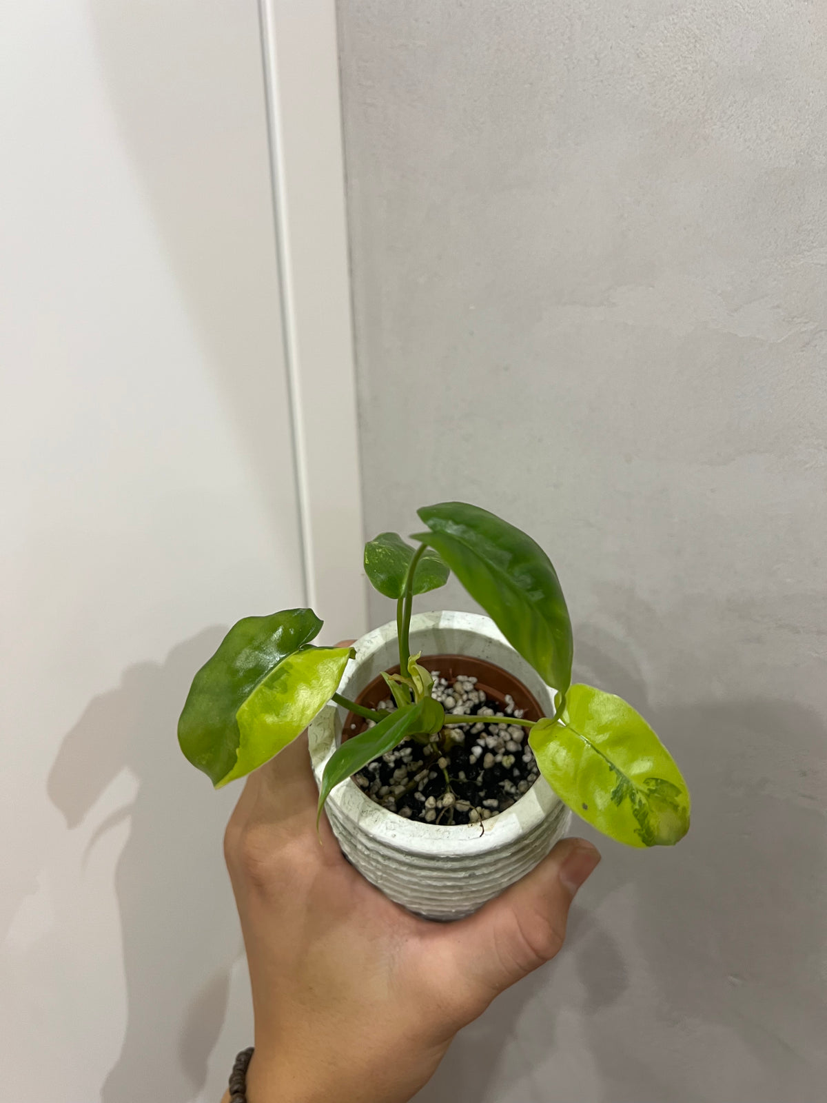 Philodendron burle marx variegated
