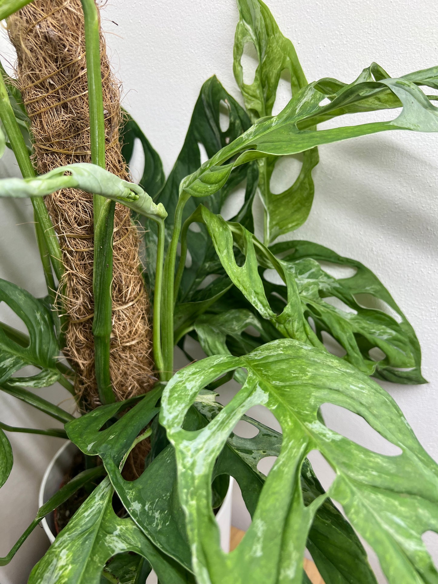 monstera indonesian marble