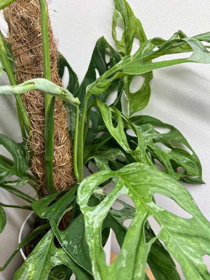 monstera indonesian marble