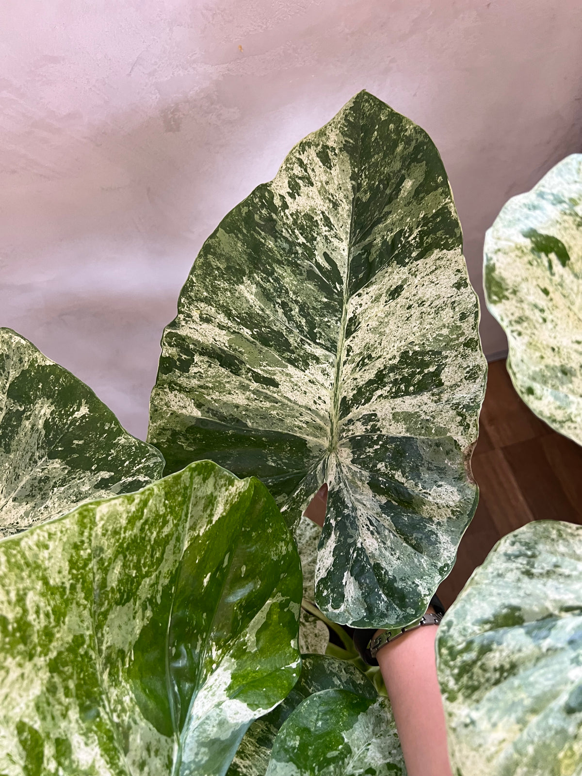 Alocasia Macrorrhiza Splash