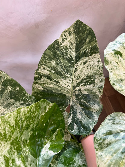 Alocasia Macrorrhiza Splash