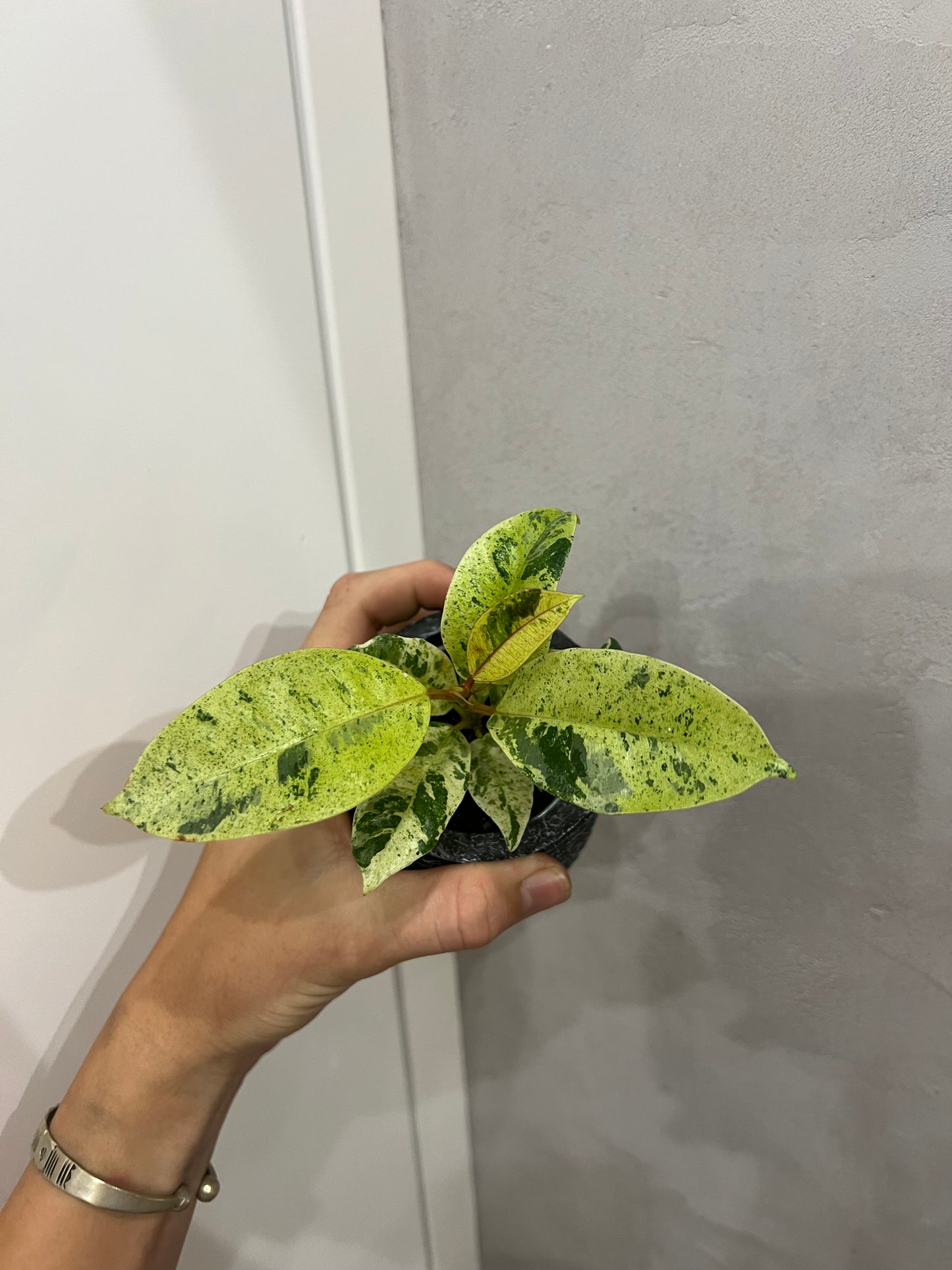 Ficus elastica ‘Shivereana’