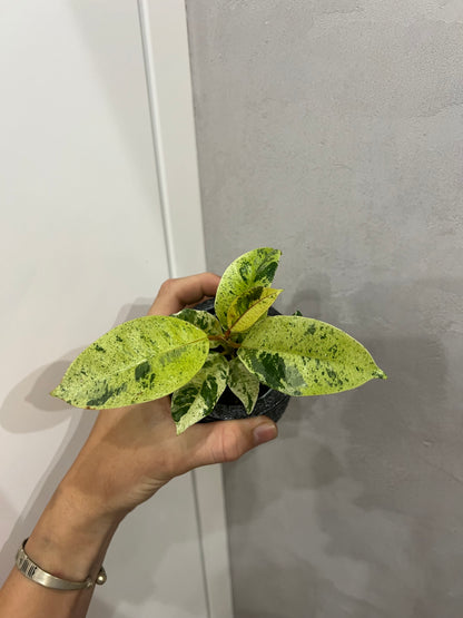 Ficus elastica ‘Shivereana’