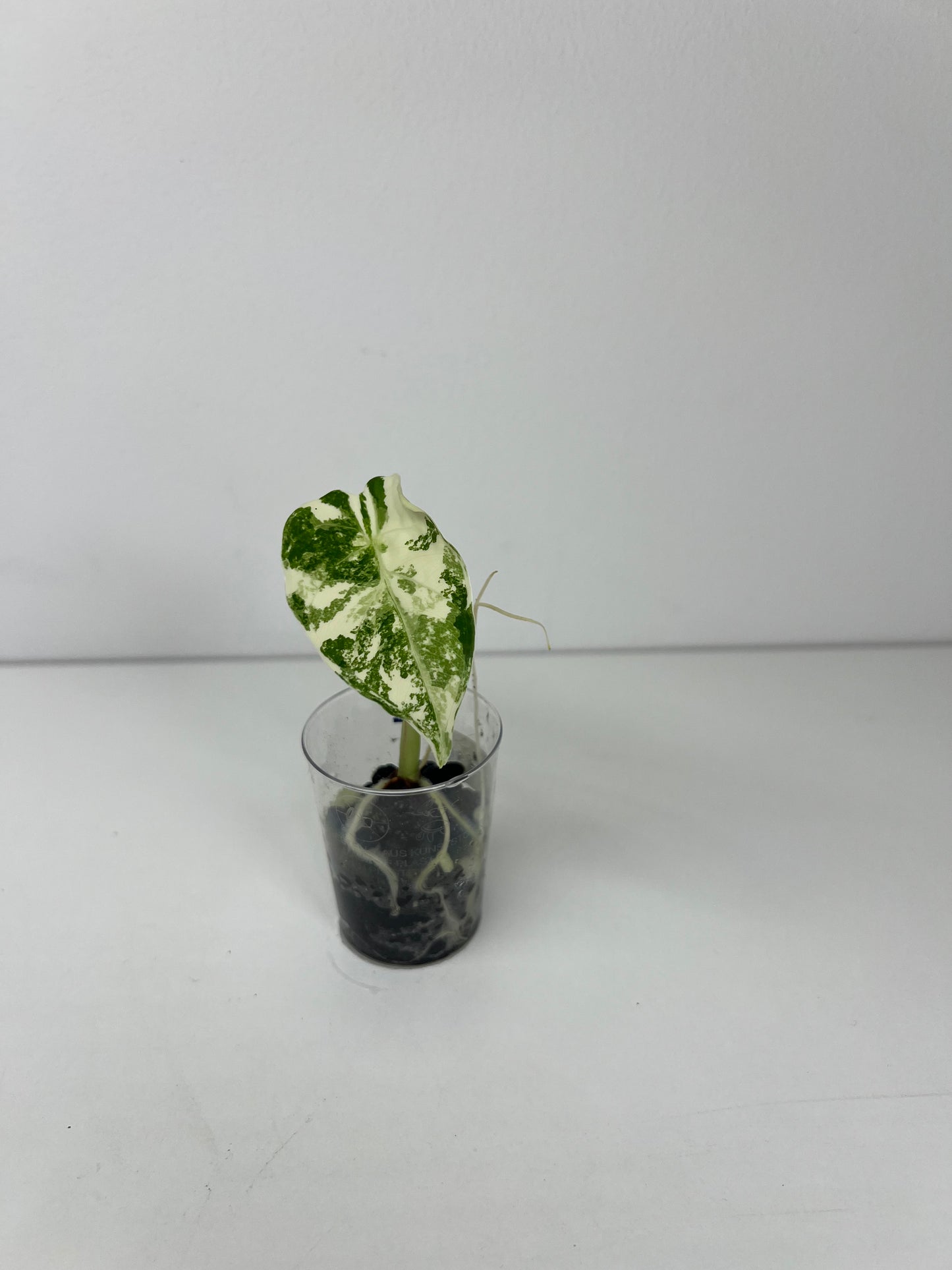 Alocasia frydek variegated
