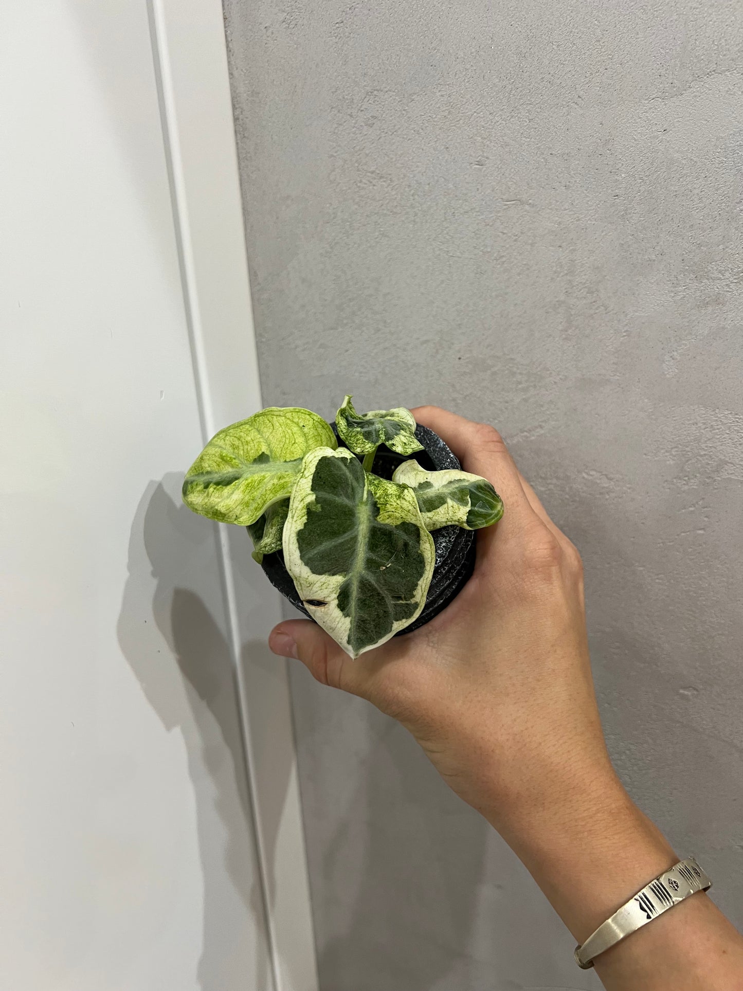 Alocasia ninja variegated