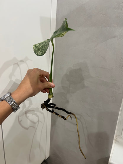 Monstera del mint