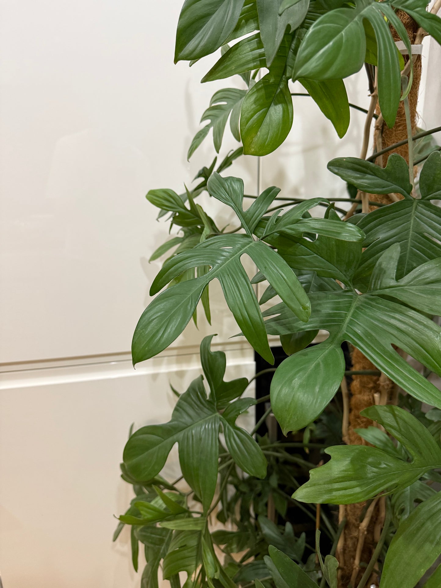 Philodendron pedatum 180cm -na dotaz