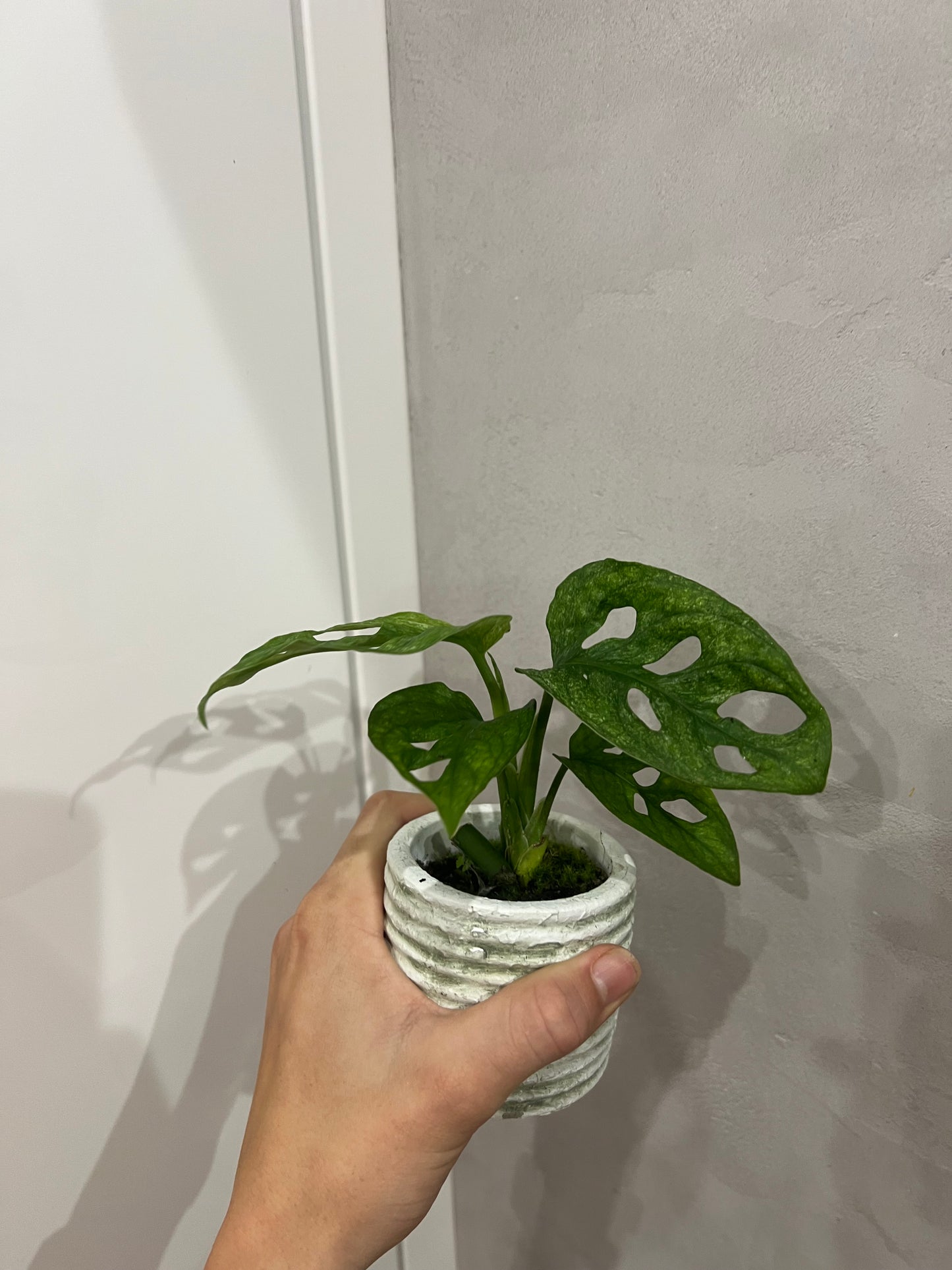 Monstera adansonii mint