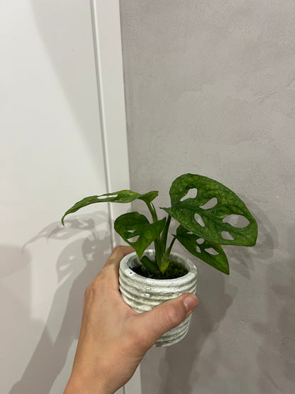 Monstera adansonii mint