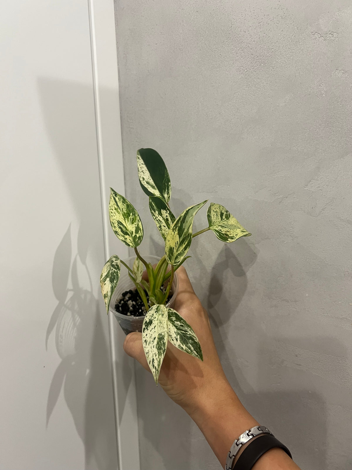 Philodendron Emerald Queen