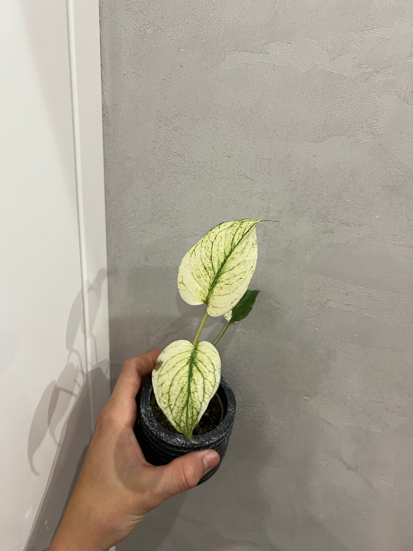 Monstera del. mint