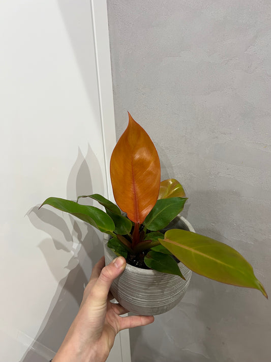 Philodendron princ of orange