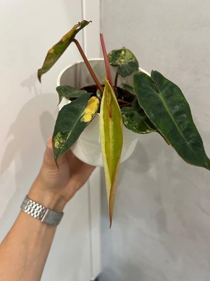philodendron billietiae variegata