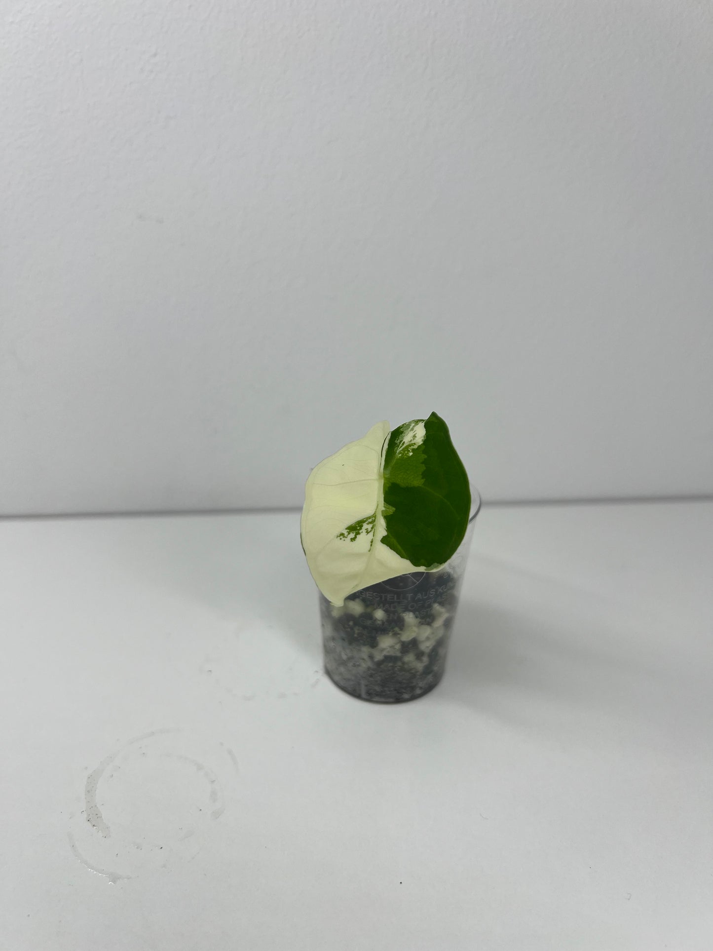 Alocasia frydek variegated