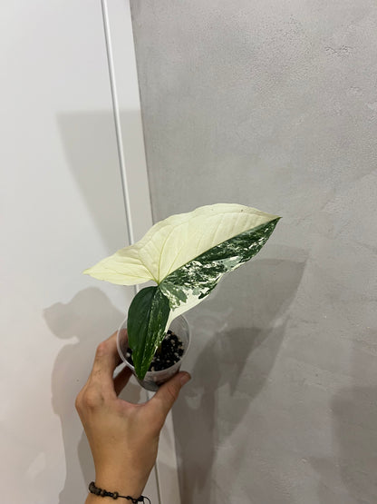 Syngonium albo variegated