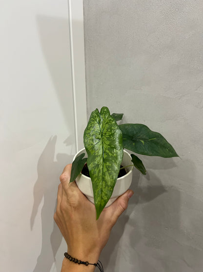 alocasia stained glass