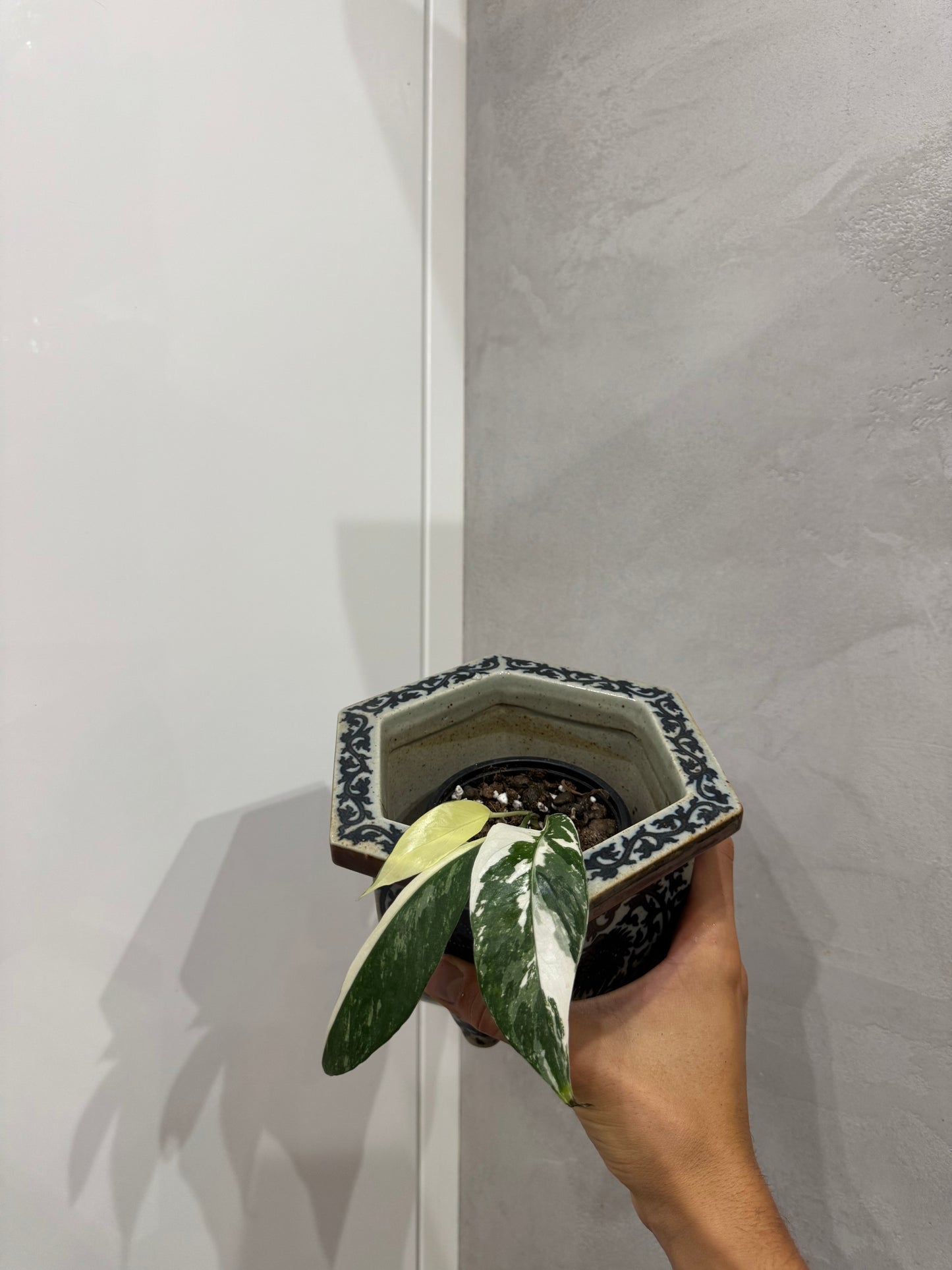 Epipremnum pinnatum variegata